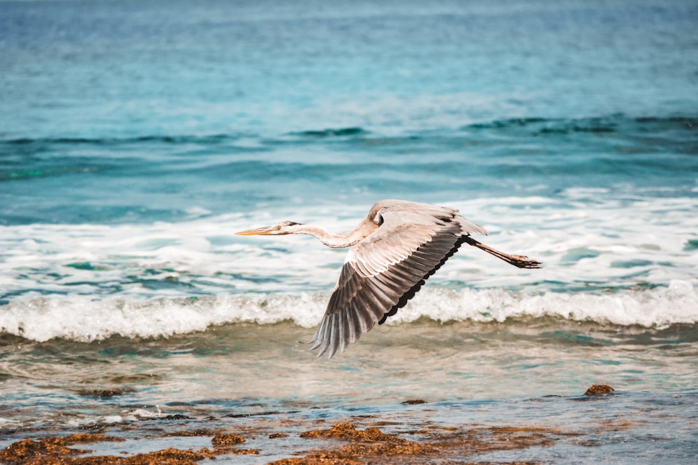 white pelican flying over the sea during daytime