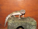 A leopard gecko with a spotted pattern is perched on a textured, rocky surface against a wooden background.