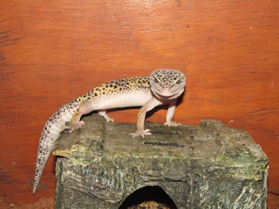 A leopard gecko with a spotted pattern is perched on a textured, rocky surface against a wooden background.