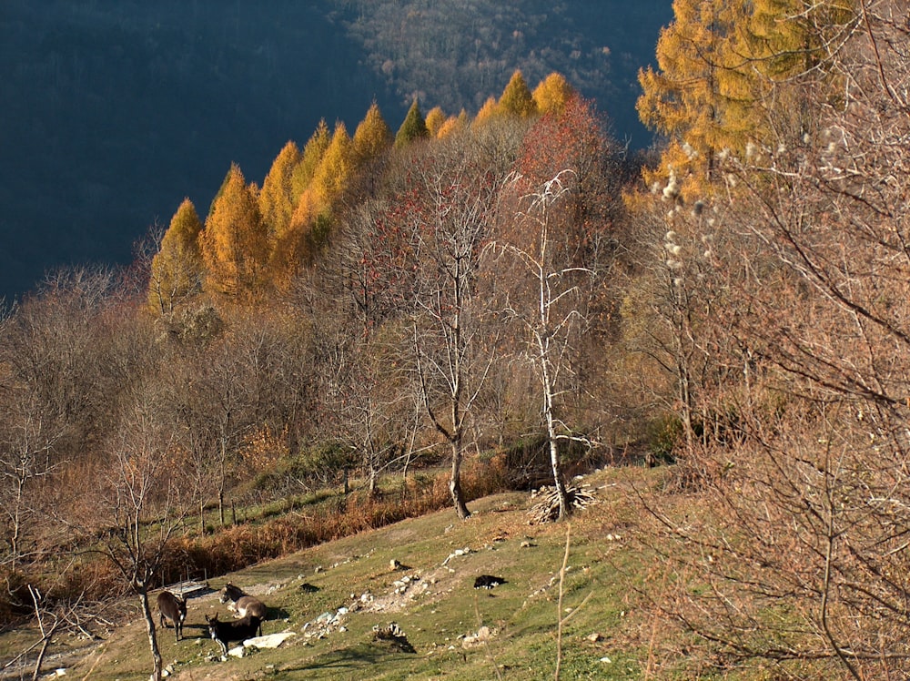 brown trees on green grass field during daytime