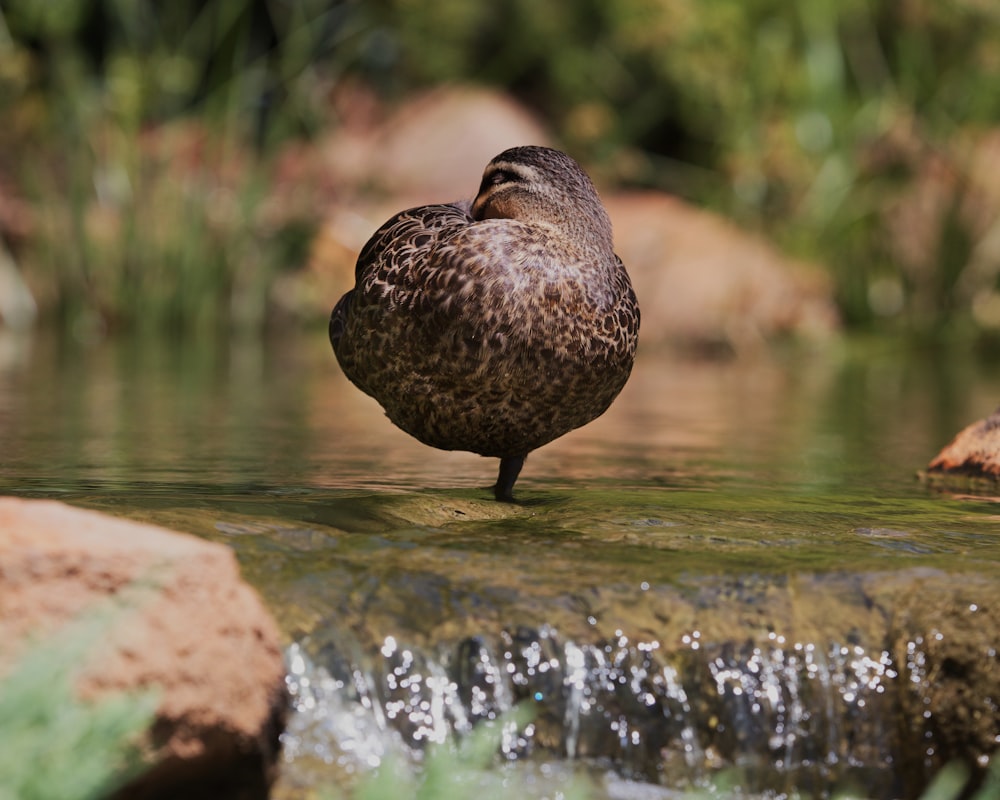brown duck on brown rock near water