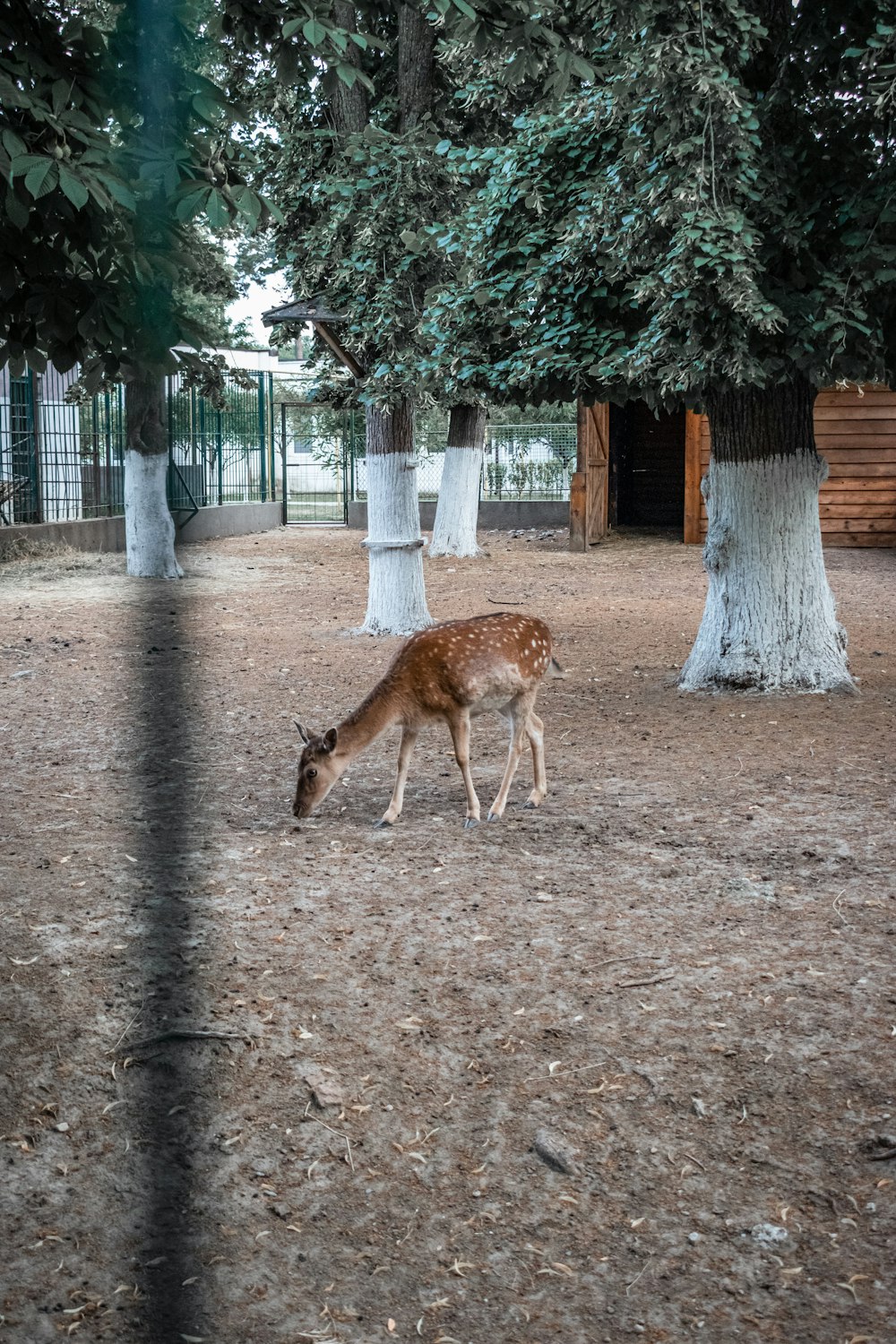 brown deer standing on brown ground during daytime