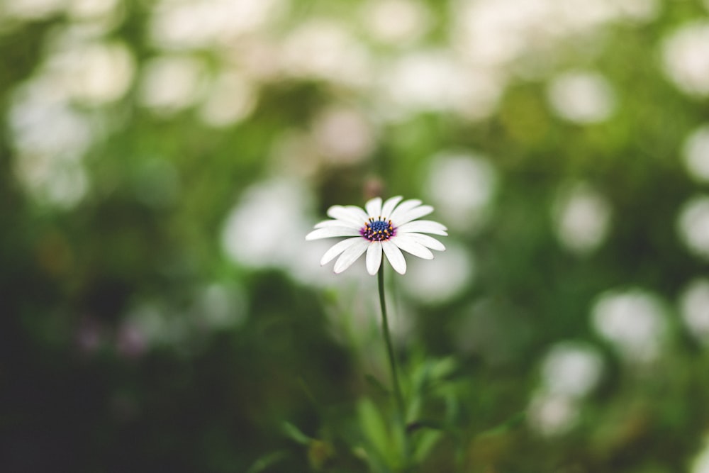 purple flower in tilt shift lens