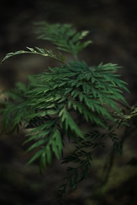 Forest Serenity