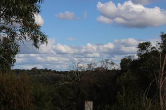 A scenic view of a lush green forest.