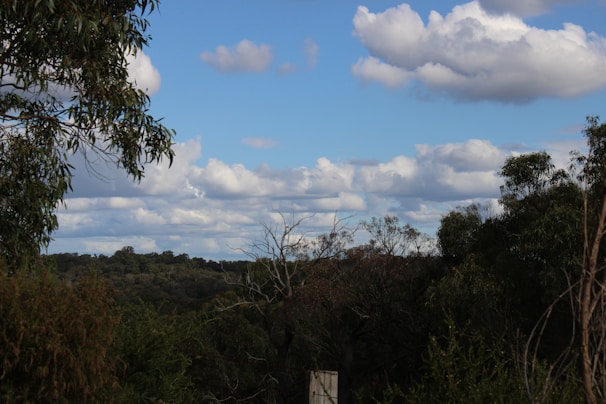 A scenic view of a lush green forest.