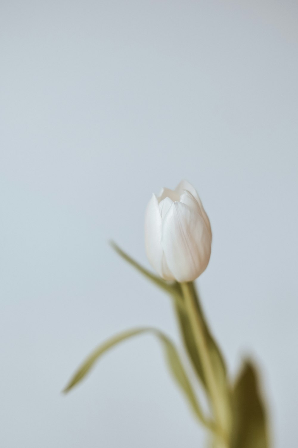 white flower with green stem