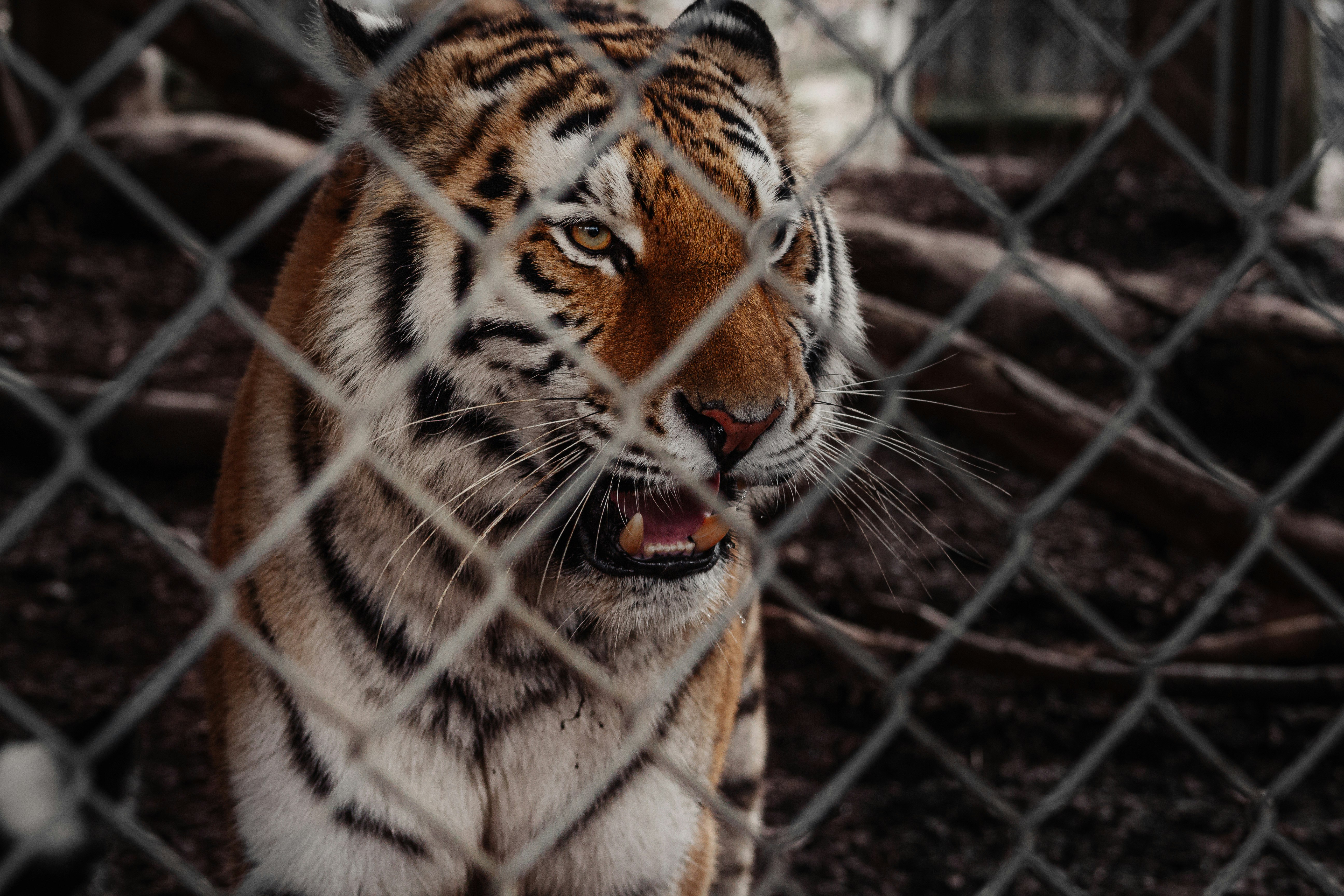 tiger on cage during daytime