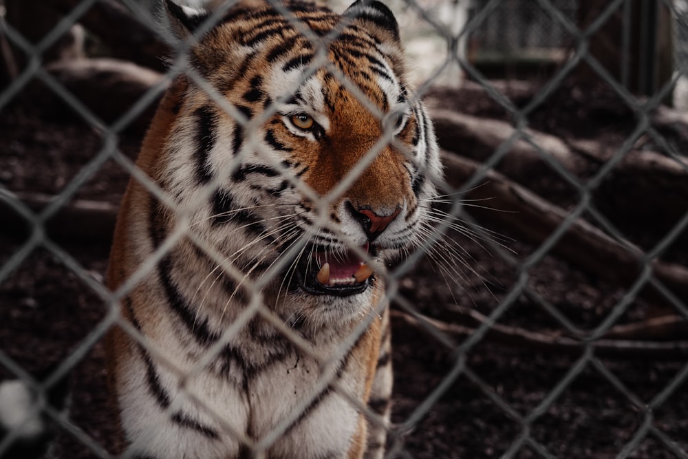 tiger on cage during daytime