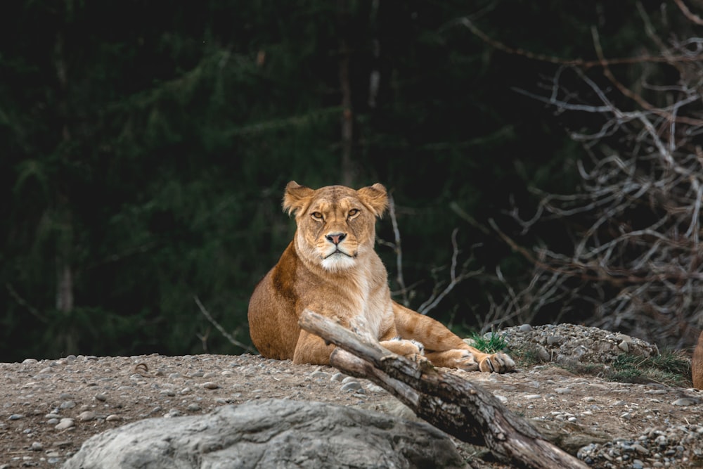 brown lioness lying on brown rock during daytime