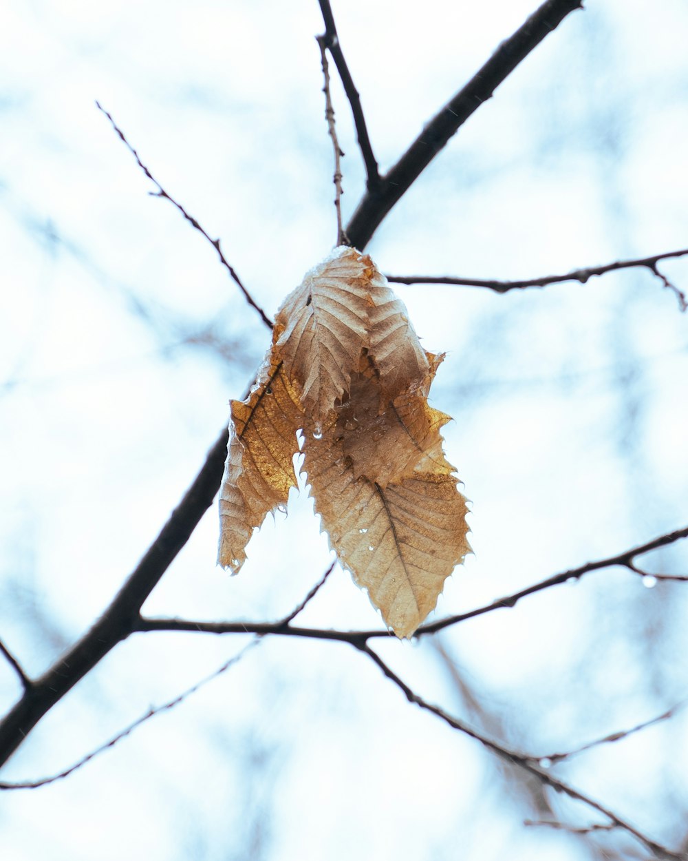 brown leaf on black tree branch during daytime