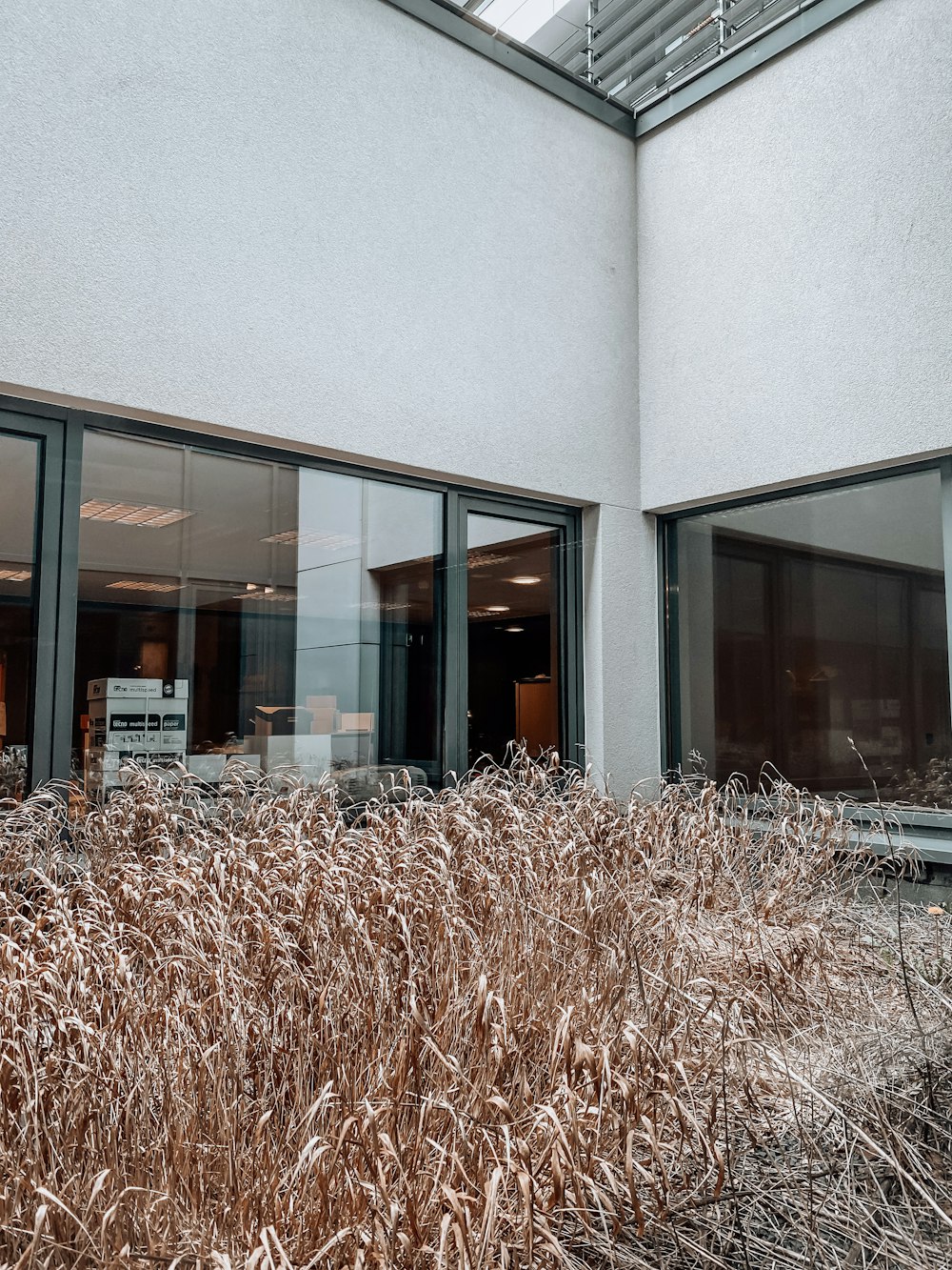 brown grass in front of white concrete building