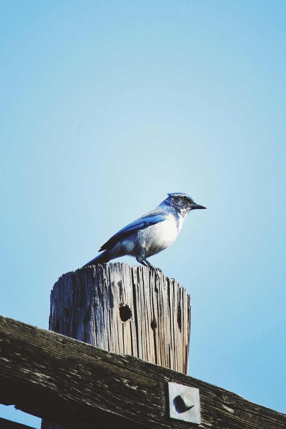 pájaro blanco y azul en la cerca de madera marrón durante el día