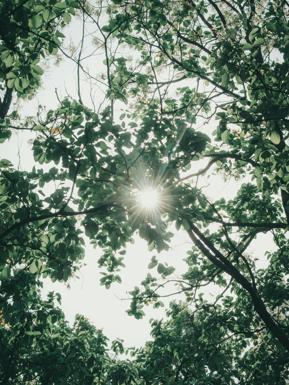 green tree under white sky during daytime