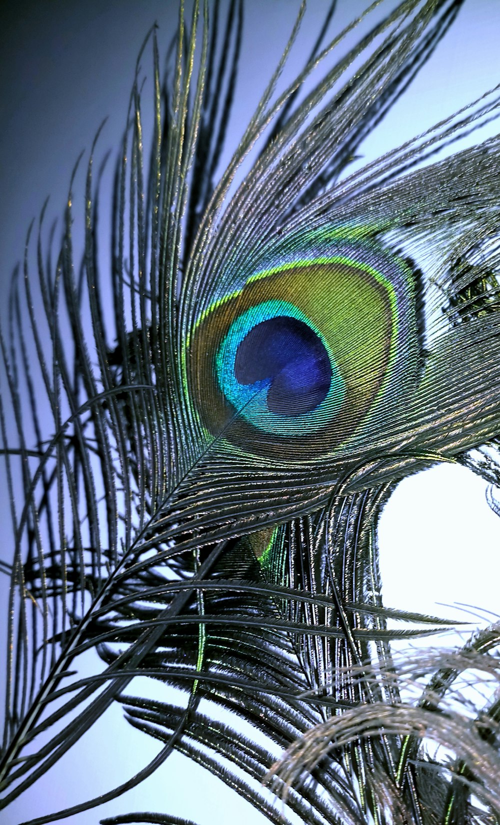 Pluma de pavo real en fotografía de primer plano