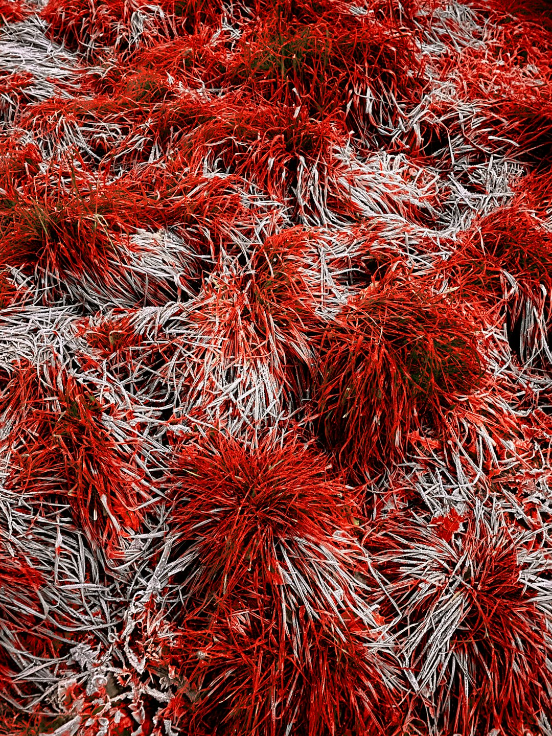 red and white plant during daytime