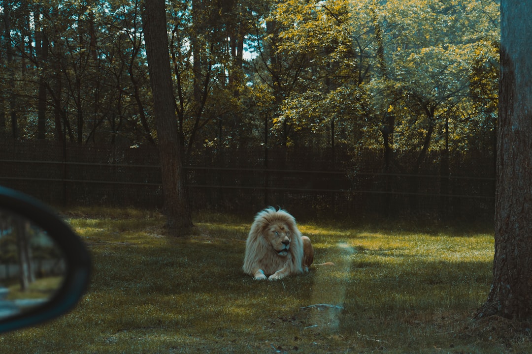 white and brown long coated dog on green grass field during daytime