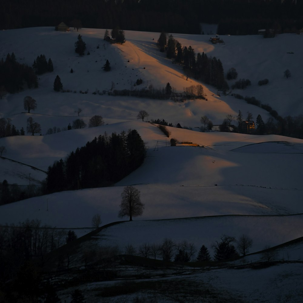 green trees on snow covered ground during daytime