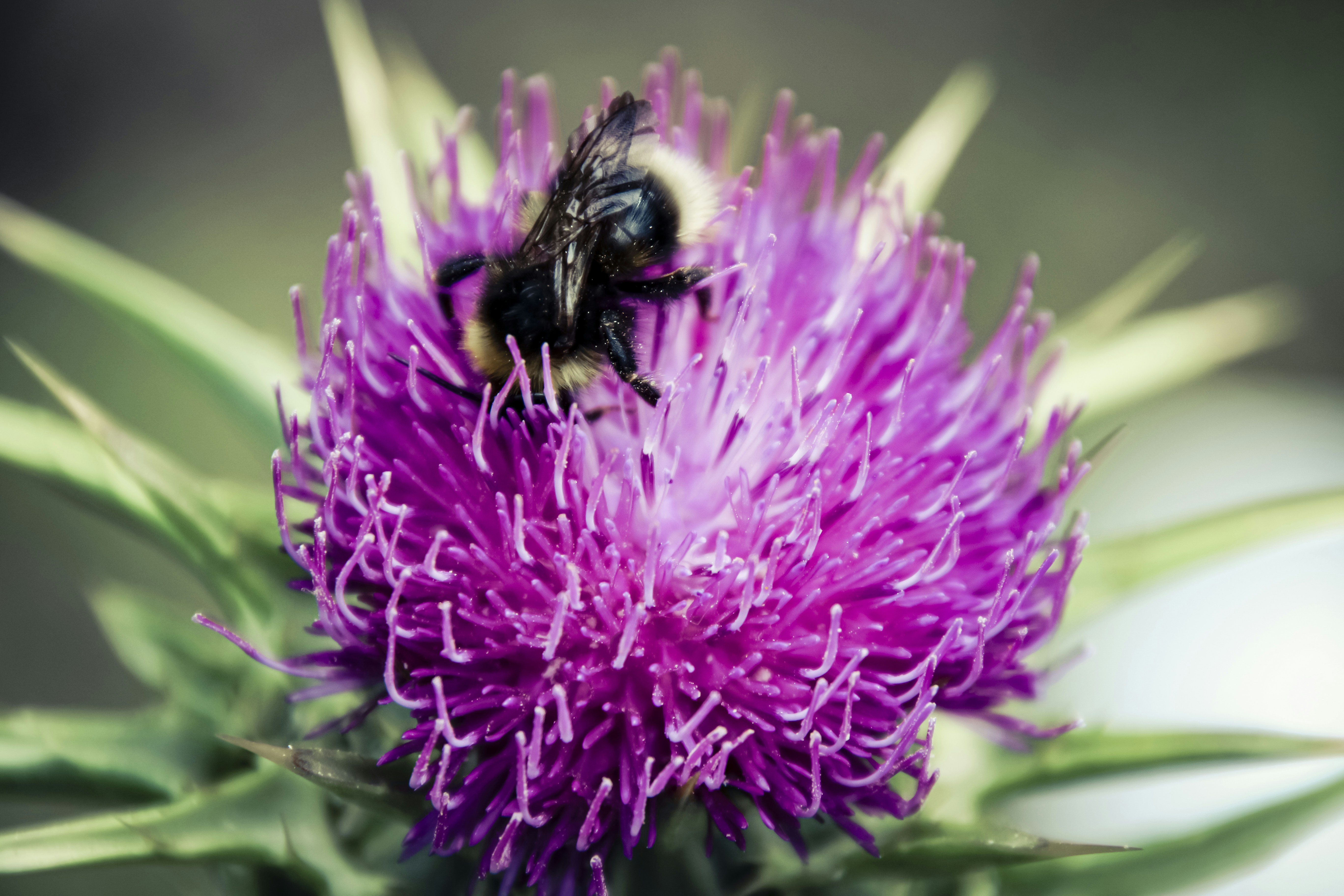 Photo by mascapone31