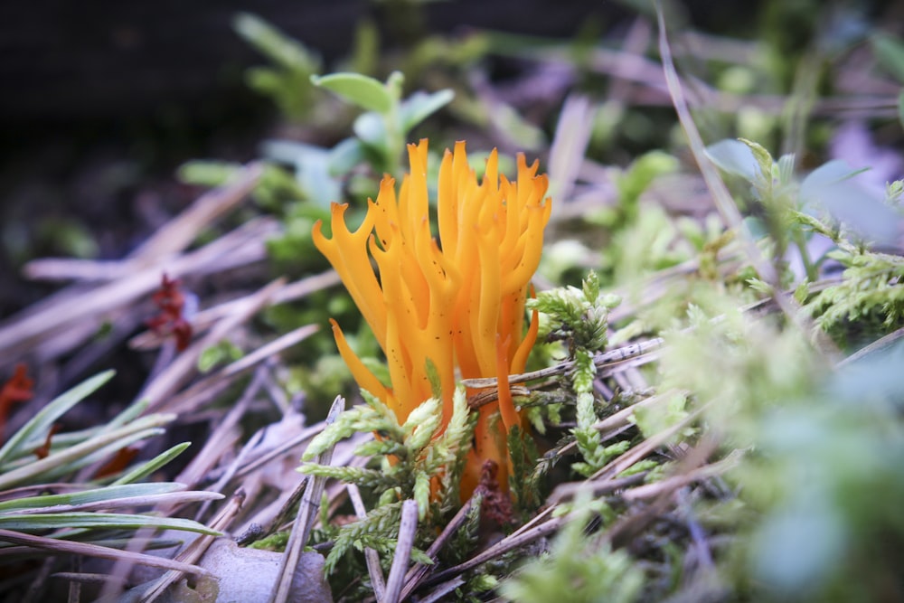 orange plant in tilt shift lens