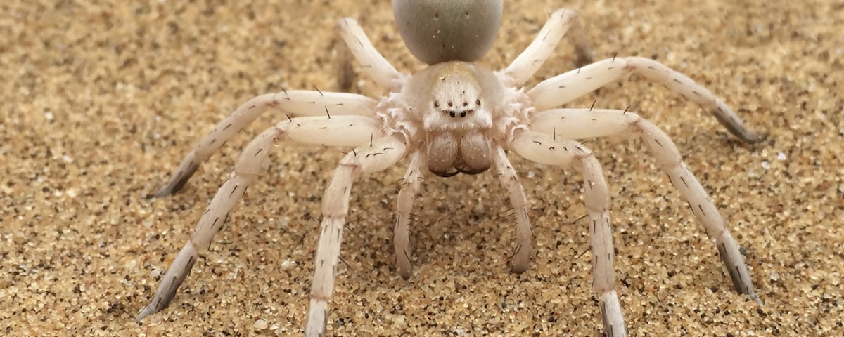brown spider on brown sand