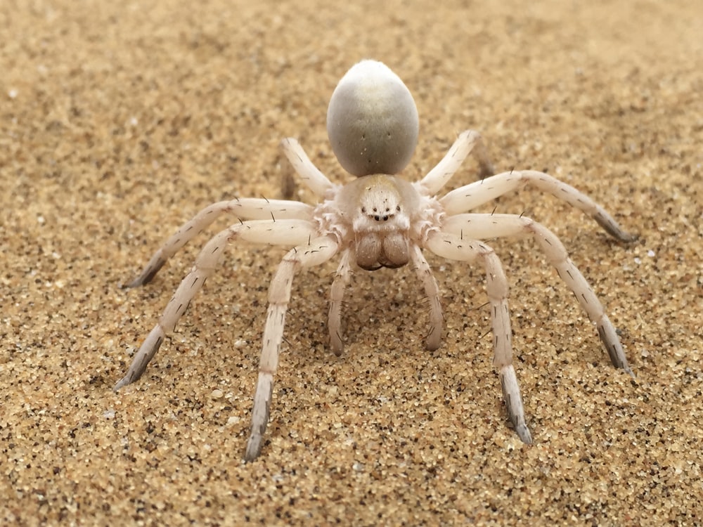 茶色の砂の上の茶色のクモ
