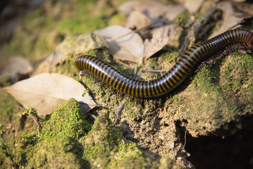 a brown and black caterpillar crawling on a rock