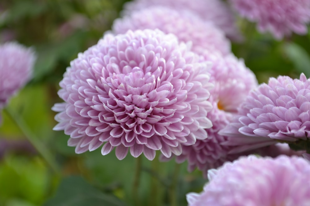 pink and white flower in tilt shift lens