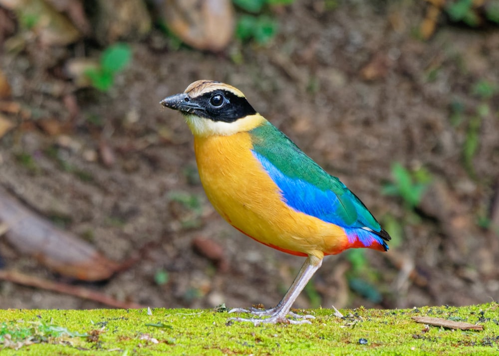 yellow blue and green bird on green grass during daytime