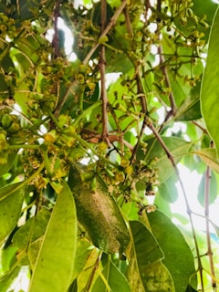 Close-up of ripe, colorful fruits hanging on lush green branches at Frutaviva farm