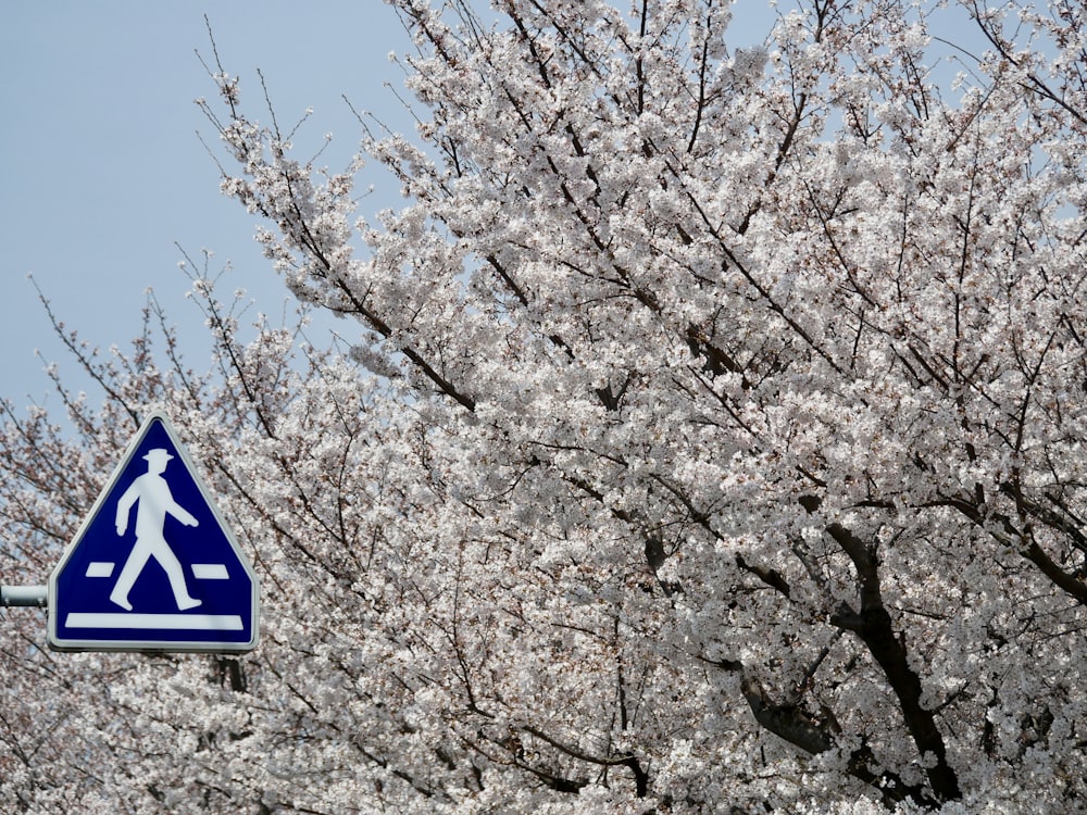 blue and white arrow sign on white cherry blossom tree during daytime