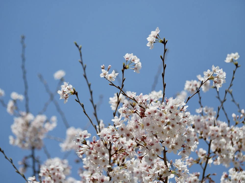 white cherry blossom in bloom during daytime