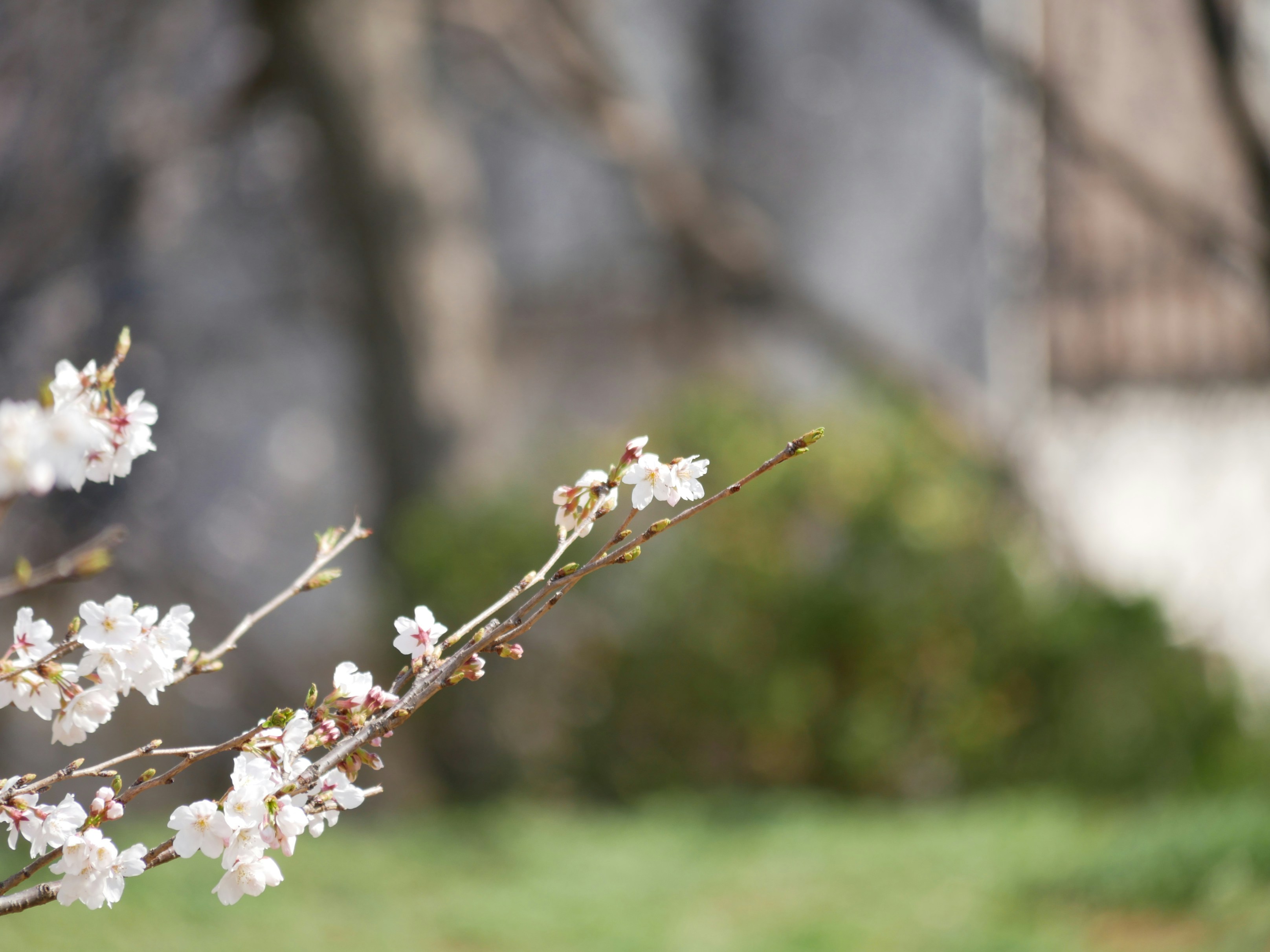 white flower in tilt shift lens