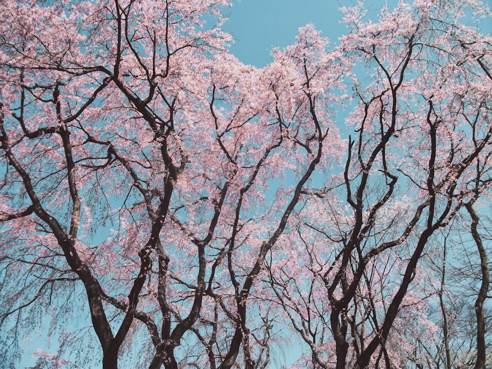 brown tree under blue sky during daytime