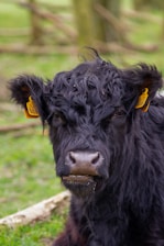 A close-up of a black cow with a curly coat and yellow ear tags. The background features out-of-focus greenery and wooden fences.