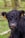 A close-up of a black cow with a curly coat and yellow ear tags. The background features out-of-focus greenery and wooden fences.