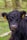A close-up of a black cow with a curly coat and yellow ear tags. The background features out-of-focus greenery and wooden fences.