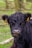 A close-up of a black cow with a curly coat and yellow ear tags. The background features out-of-focus greenery and wooden fences.