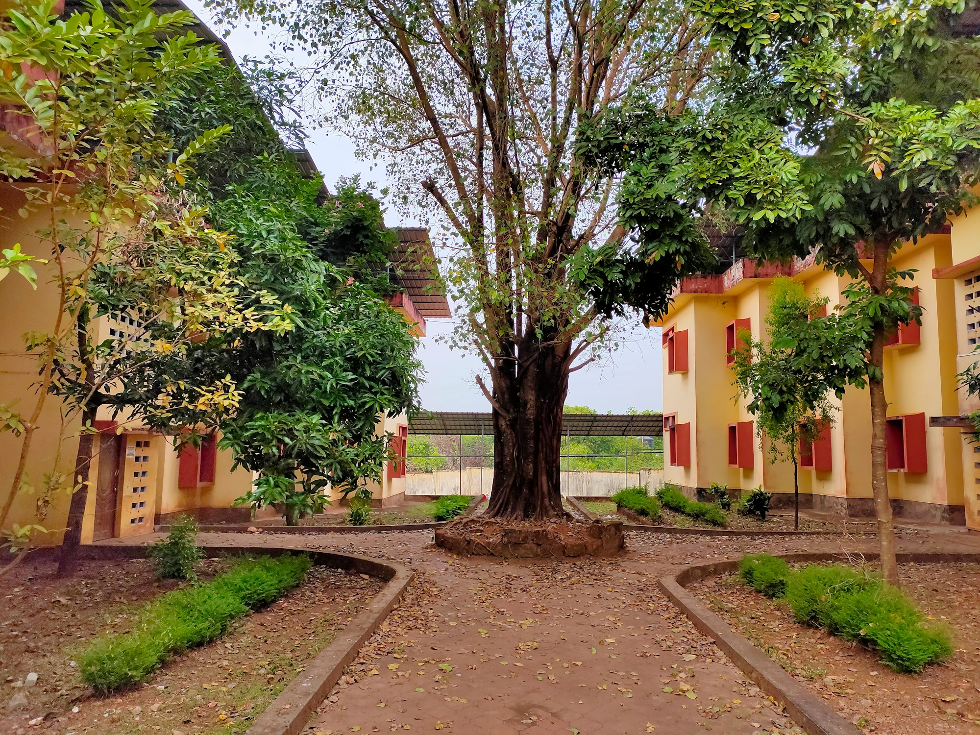 Banyan tree on the courtyard of boys hostel, JNV Kannur
