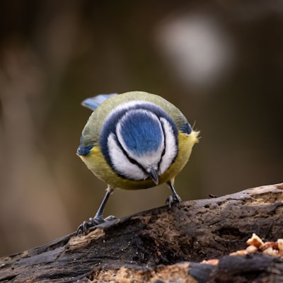 Blåmeis