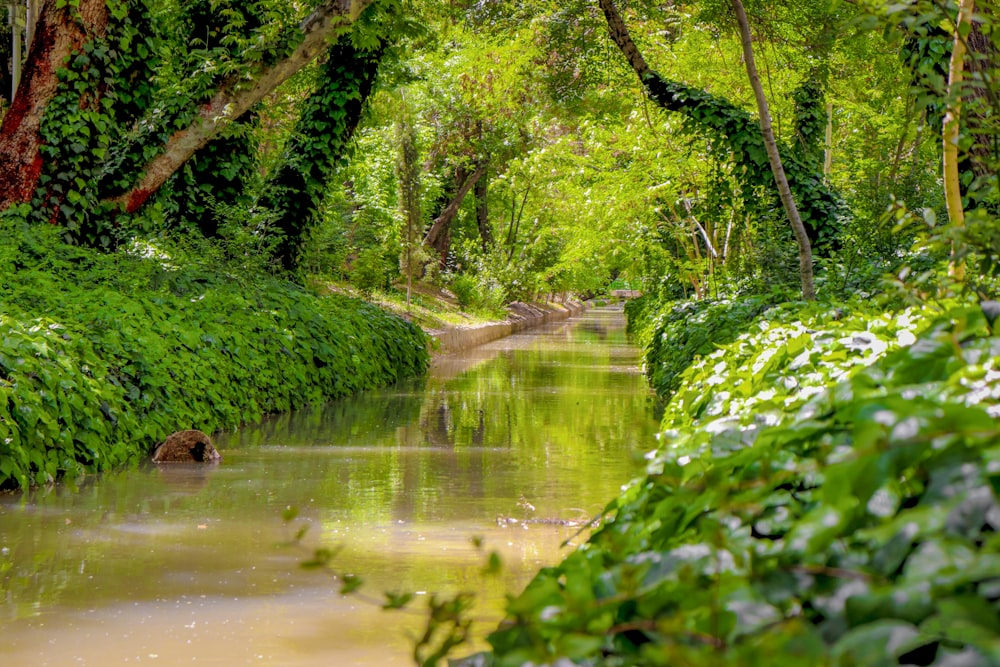 green moss on river bank