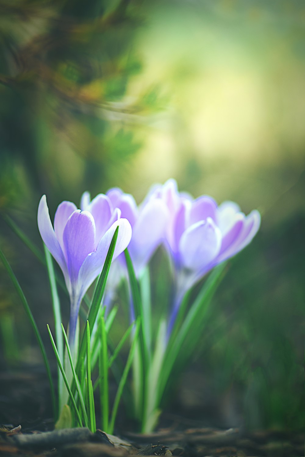 fleurs de crocus pourpre en fleurs pendant la journée