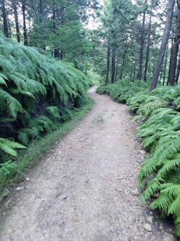 A dirt pathway winds through a forest lined with lush ferns and tall trees, creating a serene natural environment.