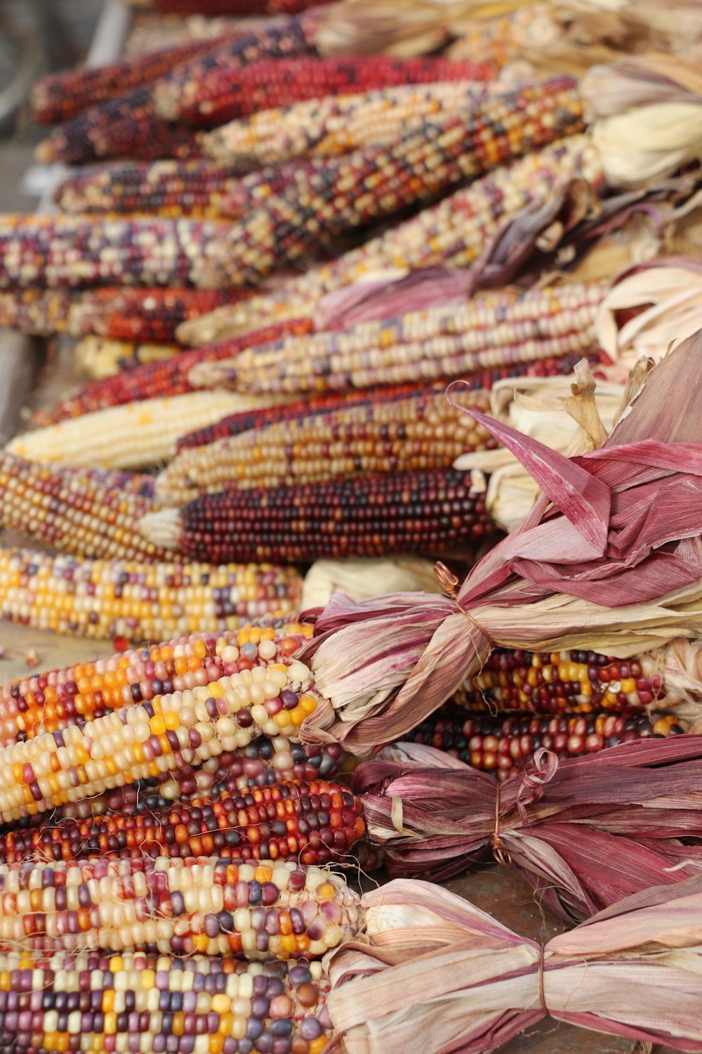 yellow and pink corn lot