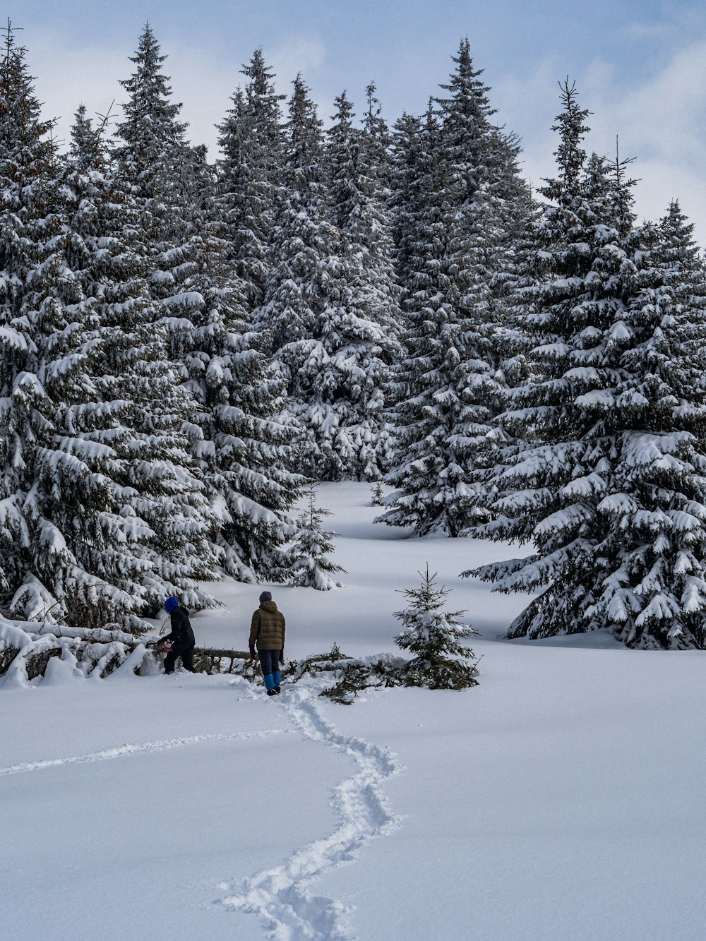 person in blue jacket and black pants walking on snow covered ground near green trees during