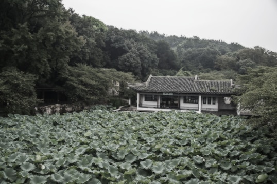 A traditional building is surrounded by lush greenery with an expansive area of lotus leaves in the foreground. Dense trees create a backdrop, emphasizing the tranquil and natural atmosphere. The building appears to have a traditional architectural style with tiled roofing.