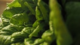 Close-up of vibrant green leafy vegetables neatly arranged.