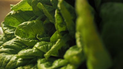 Close-up of vibrant green leafy vegetables neatly arranged.