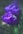 purple flower in tilt shift lens