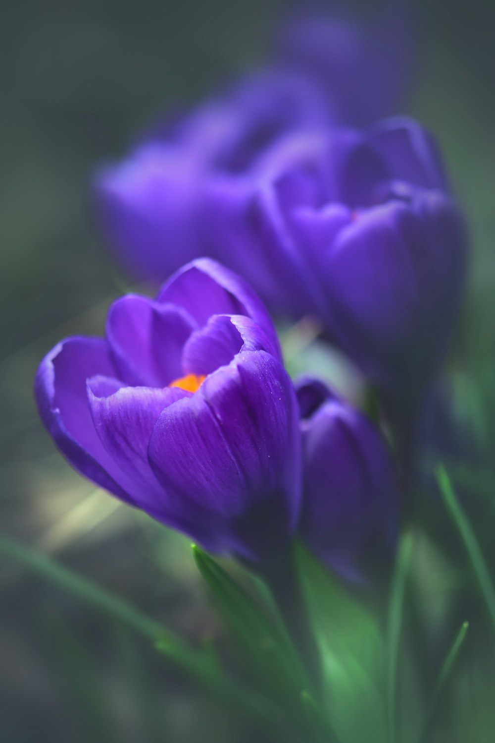 purple flower in tilt shift lens